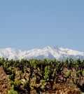 vignes et canigou
