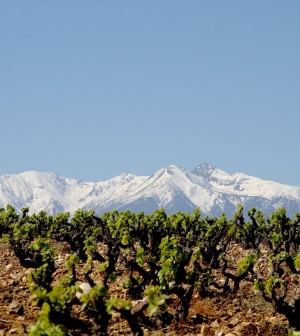 vignes et canigou